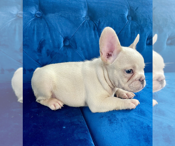 Medium Photo #26 French Bulldog Puppy For Sale in SCREVEN, GA, USA