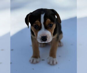 Mutt Dogs for adoption in Forest, VA, USA