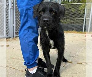 Labrador Retriever-Unknown Mix Dogs for adoption in Aurora, IL, USA