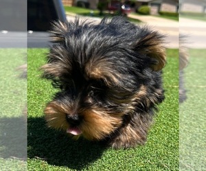 Yorkshire Terrier Puppy for Sale in HOUSTON, Texas USA