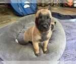 Small Photo #5 Dutch Shepherd Dog Puppy For Sale in ATLANTA, GA, USA
