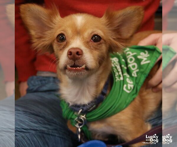 Medium Photo #8 Chihuahua-Unknown Mix Puppy For Sale in Washington, DC, USA