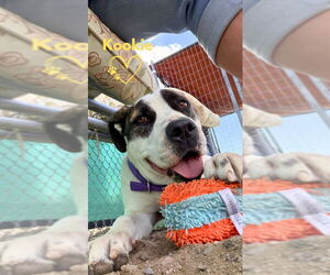 Boxer-Unknown Mix Dogs for adoption in Monte Vista, CO, USA