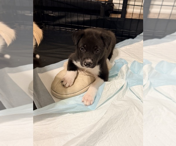 Medium Photo #6 Siberian Husky-Unknown Mix Puppy For Sale in ONTARIO, CA, USA