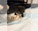 Puppy Socks Siberian Husky-Unknown Mix