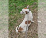 Small #2 Jack Russell Terrier Mix