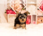 Small Photo #8 Yorkshire Terrier Puppy For Sale in WARSAW, IN, USA