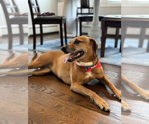 Mutt Dogs for adoption in Oakhurst, NJ, USA