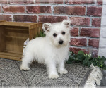 Small #3 West Highland White Terrier