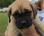 Puppy Junior Cane Corso