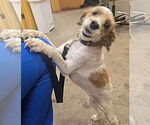 Small #3 Cocker Spaniel-Poodle (Miniature) Mix