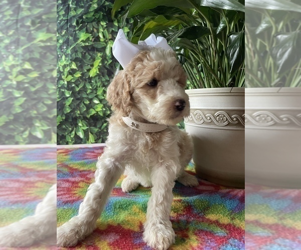 Medium Photo #3 Poodle (Standard) Puppy For Sale in LANCASTER, PA, USA