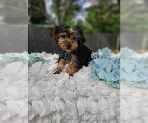 Yorkshire Terrier Puppy for Sale in INDIANAPOLIS, Indiana USA
