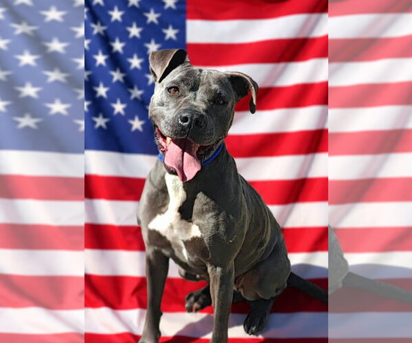 Medium Photo #8 Mutt Puppy For Sale in Talladega, AL, USA