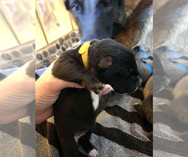 Medium Photo #3 Mutt Puppy For Sale in Imlay City, MI, USA