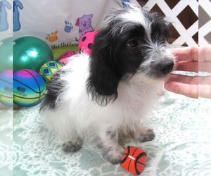 Chiweenie-Poodle (Toy) Mix Puppy for sale in RATTAN, OK, USA