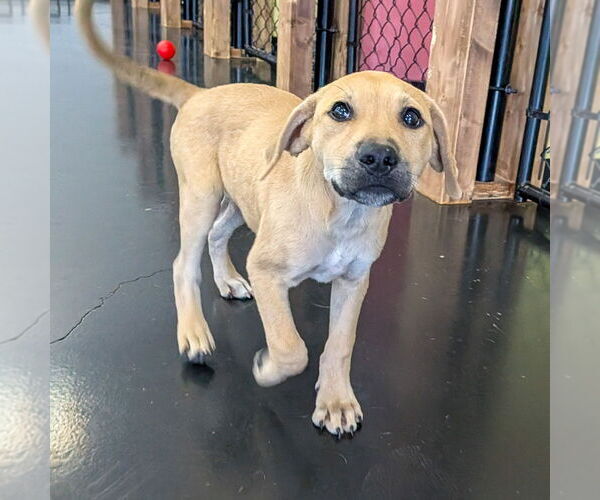 Medium Photo #7 Mutt Puppy For Sale in Vail, AZ, USA