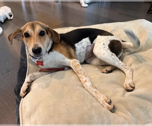 Medium Photo #1 Beagle-Unknown Mix Puppy For Sale in Lakewood, CO, USA