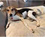 Poppy - Female Beagle-Unknown Mix Dog for Adoption - Small photo