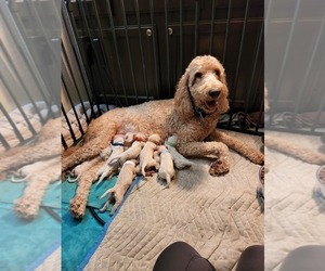 Mother of the Goldendoodle (Miniature) puppies born on 07/20/2022