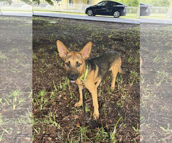 Medium Photo #2 German Shepherd Dog Puppy For Sale in Plantation, FL, USA