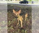 Small #1 German Shepherd Dog