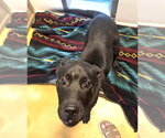 Small #6 Mutt