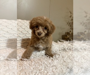 Morkie Poo (Toy) Puppy for sale in DUNNELLON, FL, USA