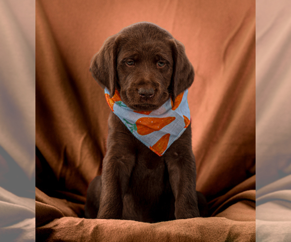 Medium Photo #9 Labradoodle Puppy For Sale in DEEPWATER, MO, USA