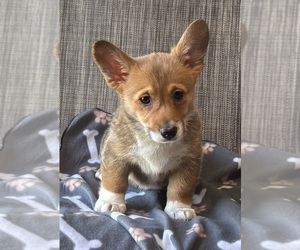 Medium Pembroke Welsh Corgi