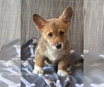 Puppy Cocoa Pembroke Welsh Corgi