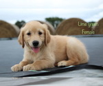 Small Photo #12 Golden Retriever Puppy For Sale in KEMP, TX, USA