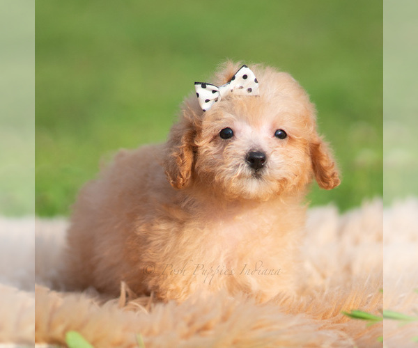Medium Photo #70 Poodle (Miniature) Puppy For Sale in WARSAW, IN, USA