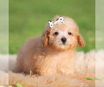 Small #2 Poodle (Miniature)