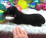 Small #6 Dachshund