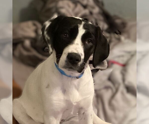 Medium Photo #1 Pointer-Unknown Mix Puppy For Sale in Fargo, ND, USA