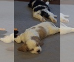 Small #4 Cavachon