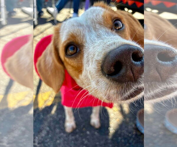 Medium Photo #3 Beagle-Unknown Mix Puppy For Sale in Germantown, OH, USA