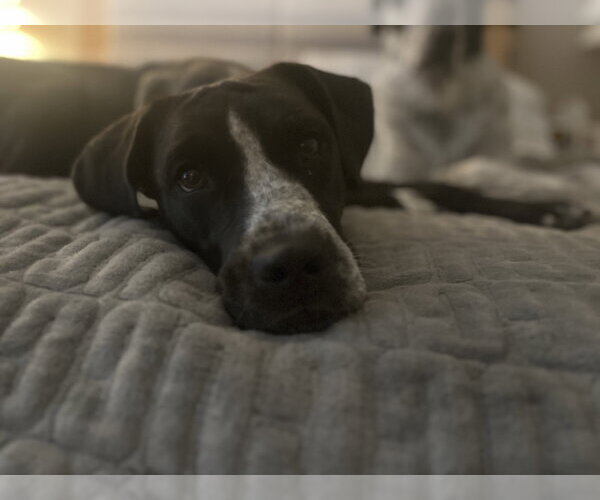 Medium Photo #3 Mutt Puppy For Sale in Aurora, CO, USA