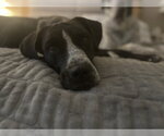Small #2 Mutt