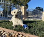 Small Photo #7 Labrador Retriever Puppy For Sale in SACRAMENTO, CA, USA