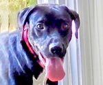 Small #3 Labrador Retriever Mix