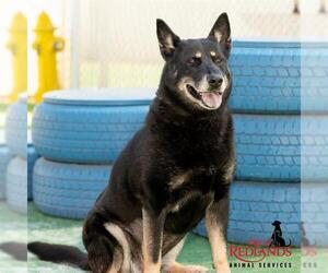 German Shepherd Dog-Unknown Mix Dogs for adoption in Redlands, CA, USA