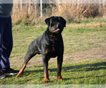 Small Photo #12 Rottweiler Puppy For Sale in NAPPANEE, IN, USA