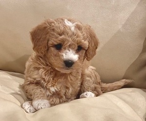 Goldendoodle (Miniature) Puppy for sale in GREENLEAF, ID, USA