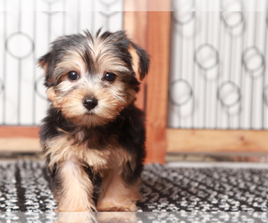 Yorkshire Terrier Puppy for sale in NAPLES, FL, USA