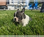 Small #2 Faux Frenchbo Bulldog