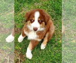 Small Photo #9 Australian Shepherd Puppy For Sale in NEOSHO, MO, USA