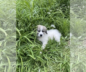 Great Pyrenees Puppy for sale in JEFFERSON, OH, USA