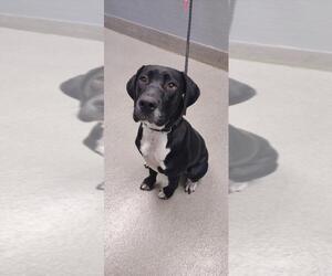 American Pit Bull Terrier-Unknown Mix Dogs for adoption in Las Vegas, NV, USA